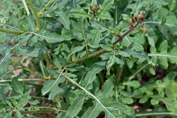 Salad Rocket has green leaves, both basal and stem leaves. The lower basal leaves may be withered by the time the fruit is setting. The lower leaves are widely oblanceolate or pinnatisect, deeply lobed with 4 to 10 small lateral lobes and a large terminal lobe. Eruca vesicaria ssp. sativa